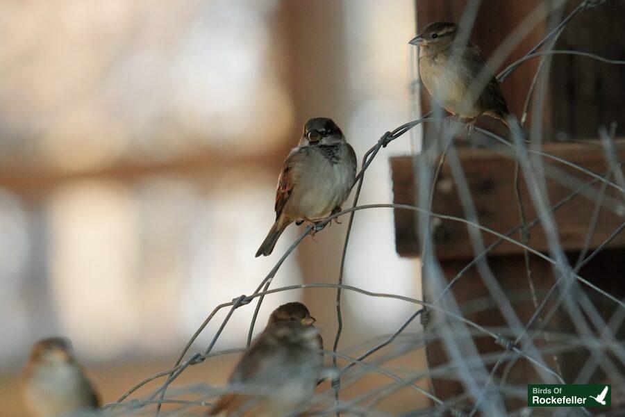 A group of birds perched on a barbed wire fence.