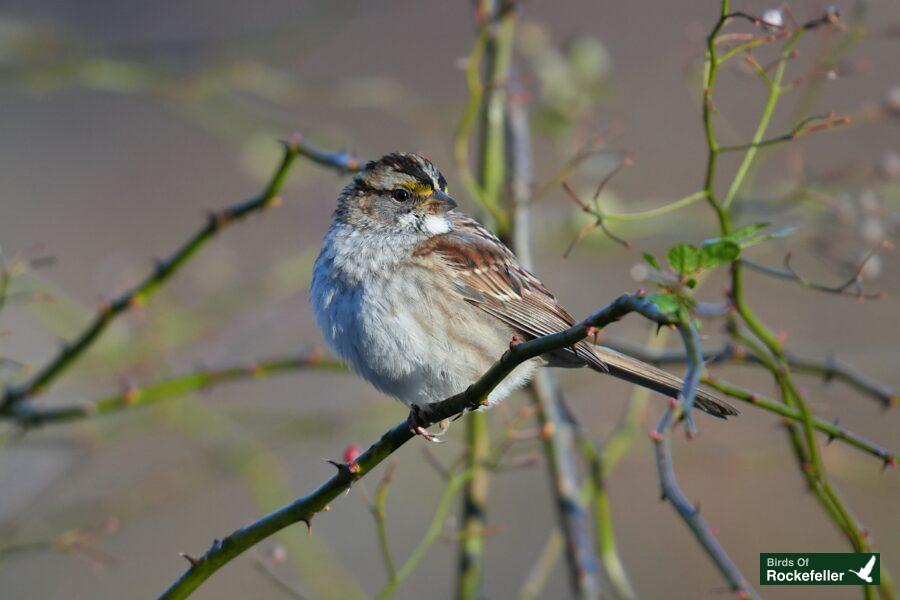 A bird perched on a branch.