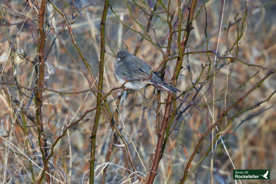 A bird perched on a branch.