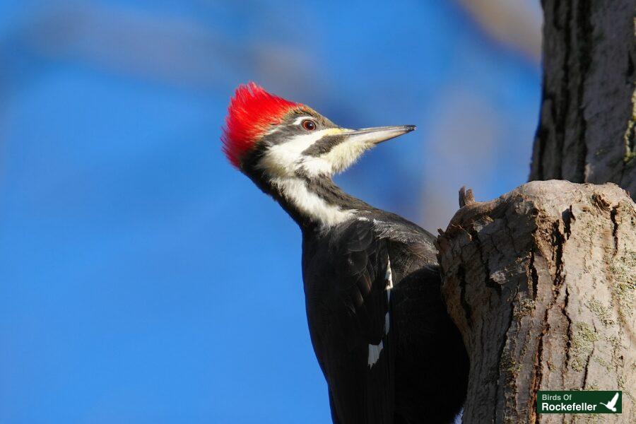 A woodpecker perched on a tree trunk.