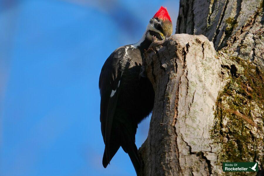 A bird is perched on a tree trunk.