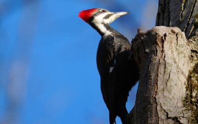 Pileated Woodpecker – Rockefeller State Park Preserve