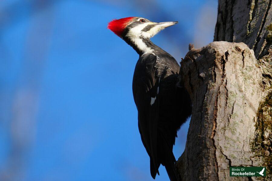 A bird perched on a tree trunk.