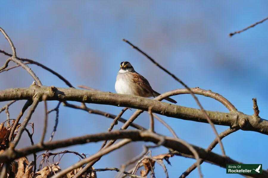 A bird perched on a bare tree branch.