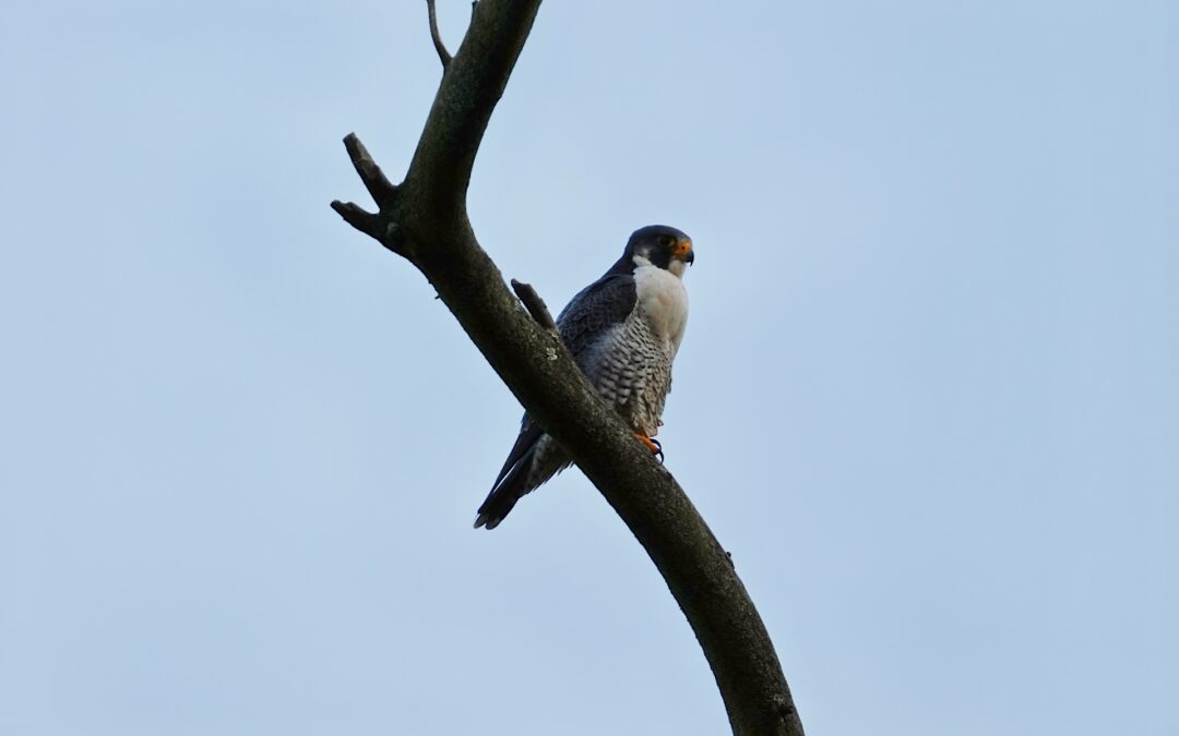 Peregrine Falcon – Rockefeller State Park Preserve