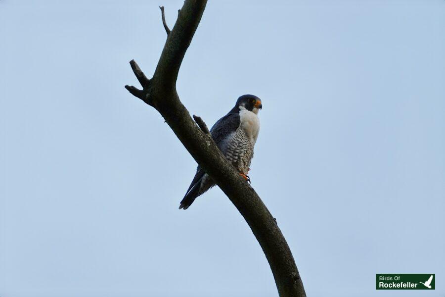 A falcon perched on a tree branch.