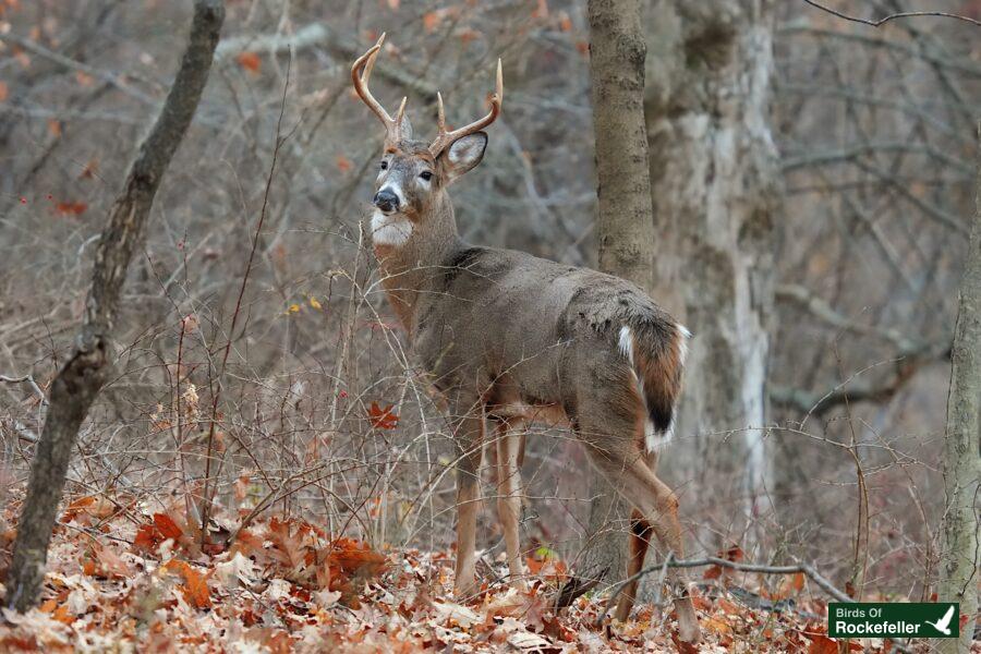 A white tailed deer standing in the woods.