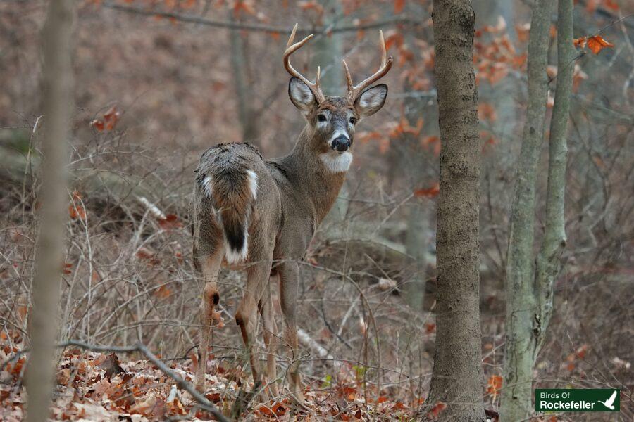 A white tailed deer standing in the woods.