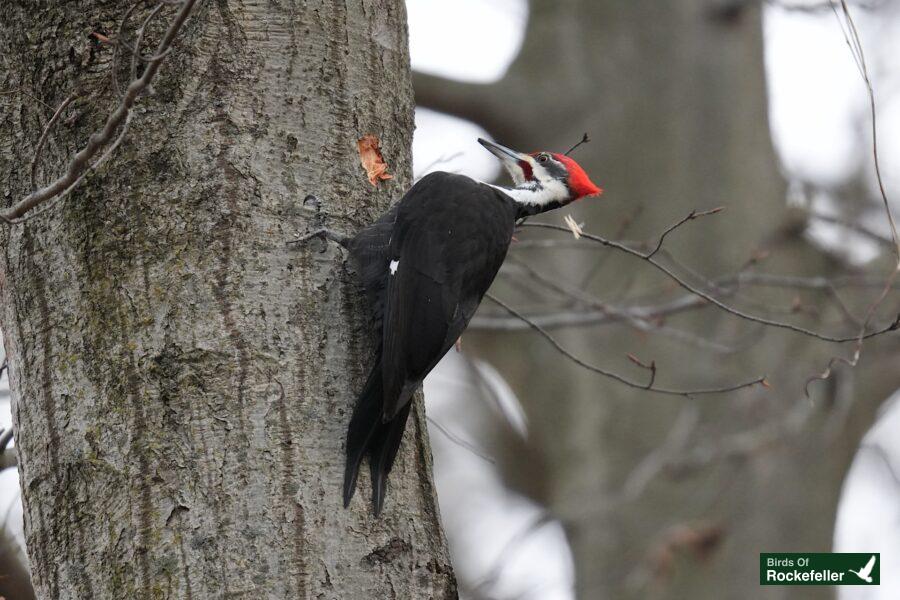 A woodpecker is perched on the side of a tree.