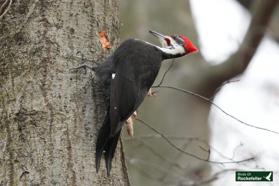 A red and black woodpecker perched on a tree.