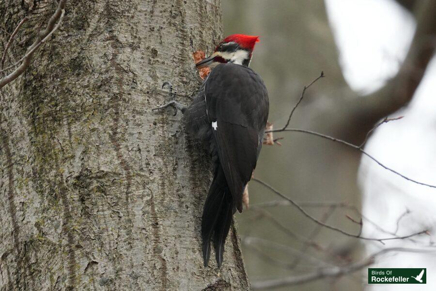 A woodpecker with a red beak sitting on a tree.