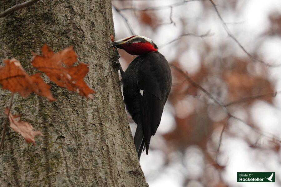 A red and black woodpecker perched on a tree.