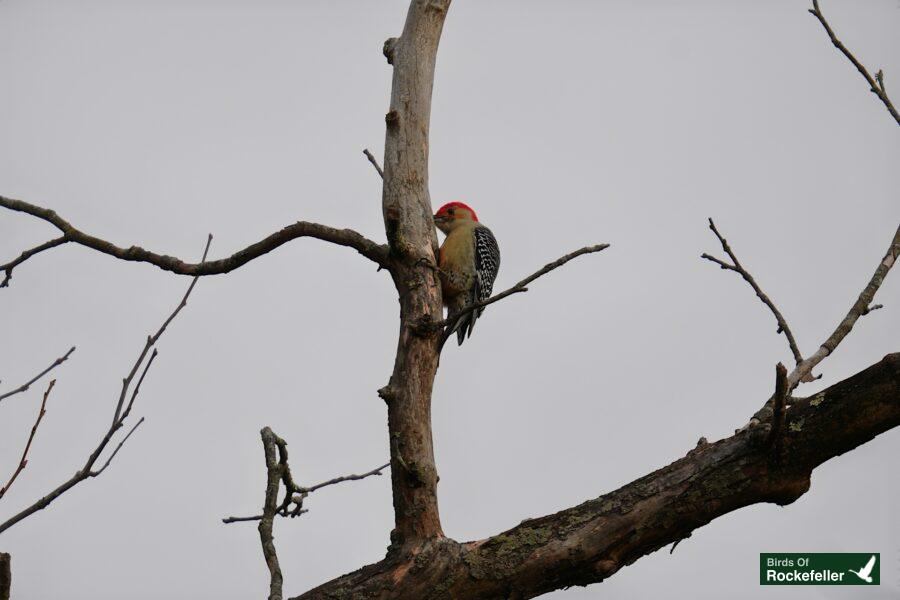 A red headed woodpecker perched on a bare tree branch.