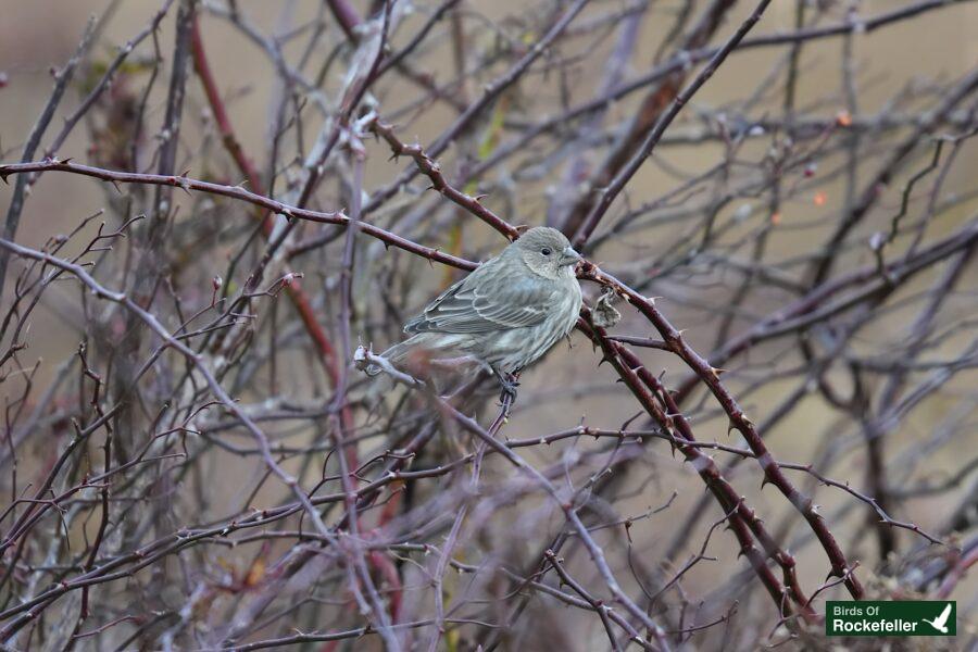 A small bird perched on a branch of twigs.