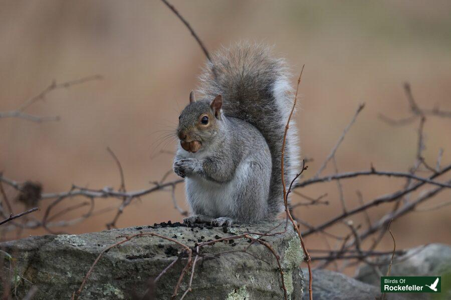 A squirrel is sitting on top of a rock.