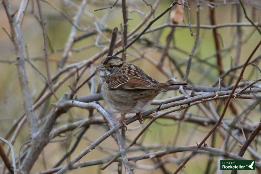 A small brown bird perched on a branch.