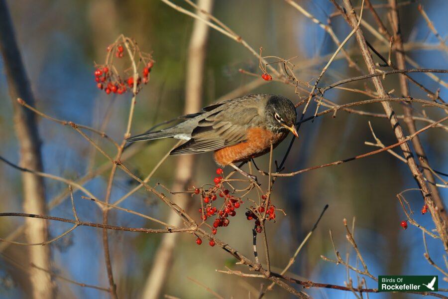 A bird is sitting on a branch with berries.