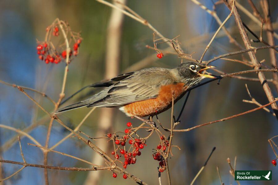 A bird is perched on a branch with red berries.