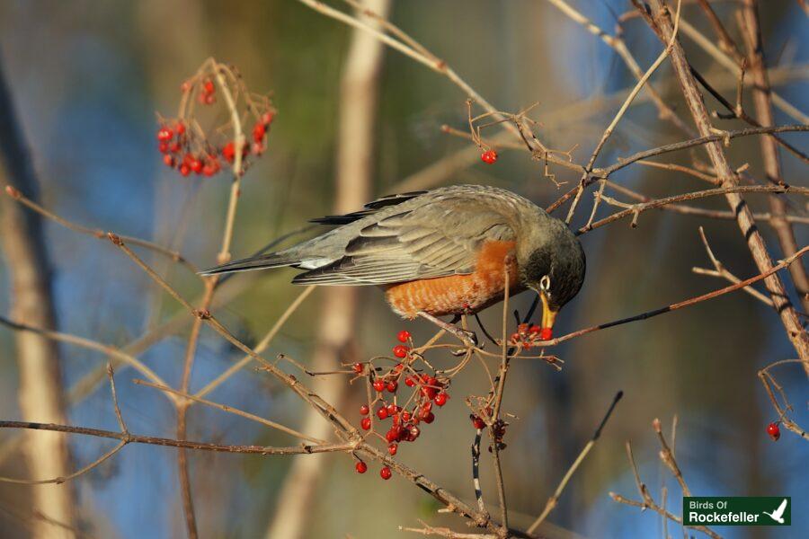 A bird is sitting on a branch with berries on it.