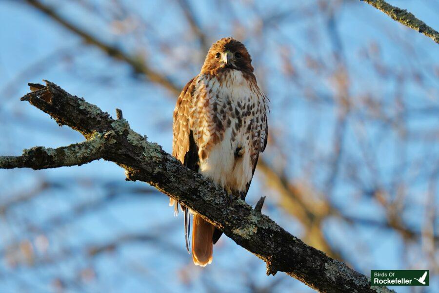 A red tailed hawk perched on a branch.