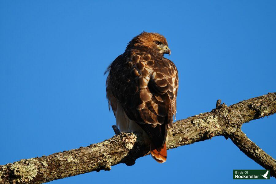 A red tailed hawk perched on a branch against a blue sky.