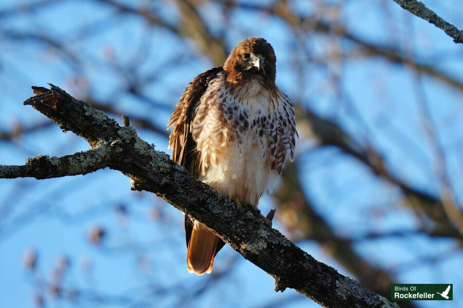 A red tailed hawk perched on a branch.