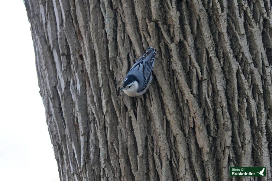 A bird is perched on the side of a tree.