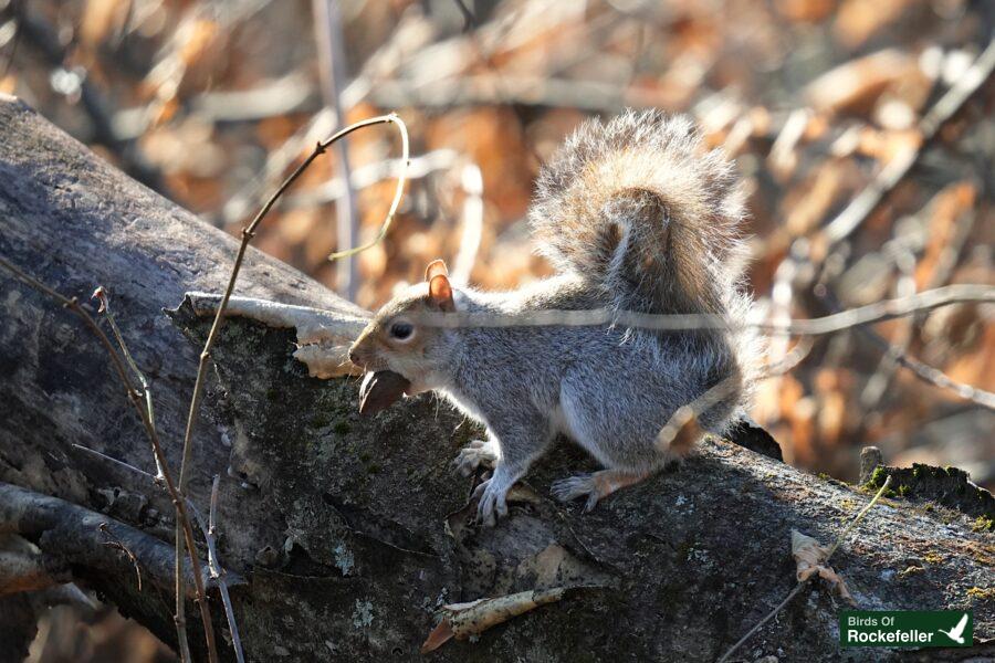 A squirrel is sitting on a branch in the woods.