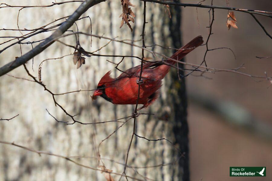 A red cardinal perched on a tree branch.