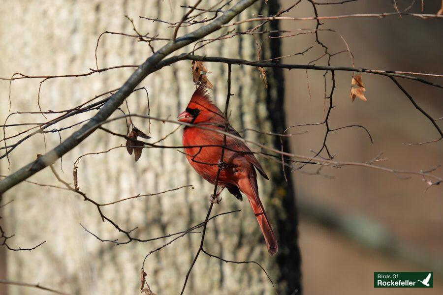 A red cardinal perched on a tree branch.