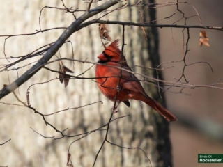 BoR_Photo_Gallery-35012:12:2023 A red cardinal perched on a tree branch.