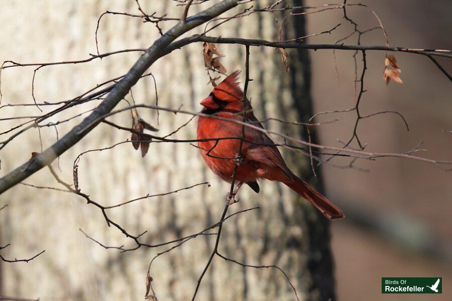 A red cardinal perched on a tree branch.