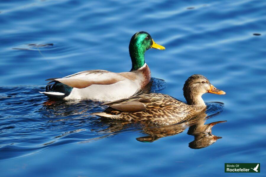 Two mallard ducks swimming in the water.