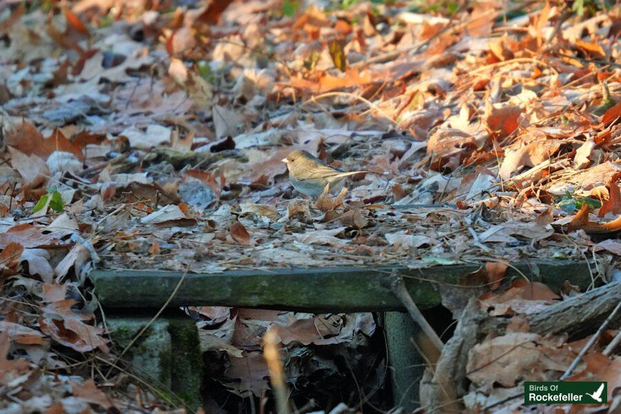 A small bird standing on a wooden bench in the woods.