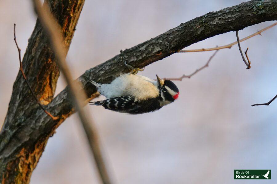 A white-throated woodpecker perched on a tree branch.