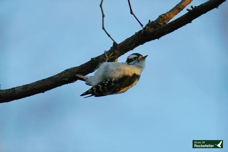 A bird perched on a branch.