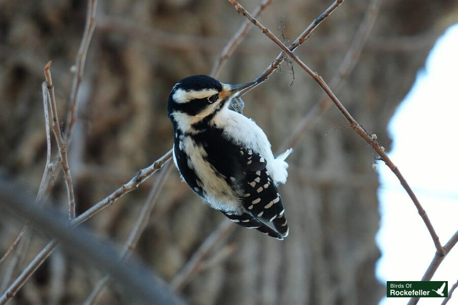 A black and white bird perched on a bare tree branch.