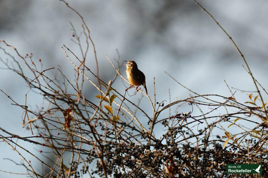 A bird perched on top of a bush.