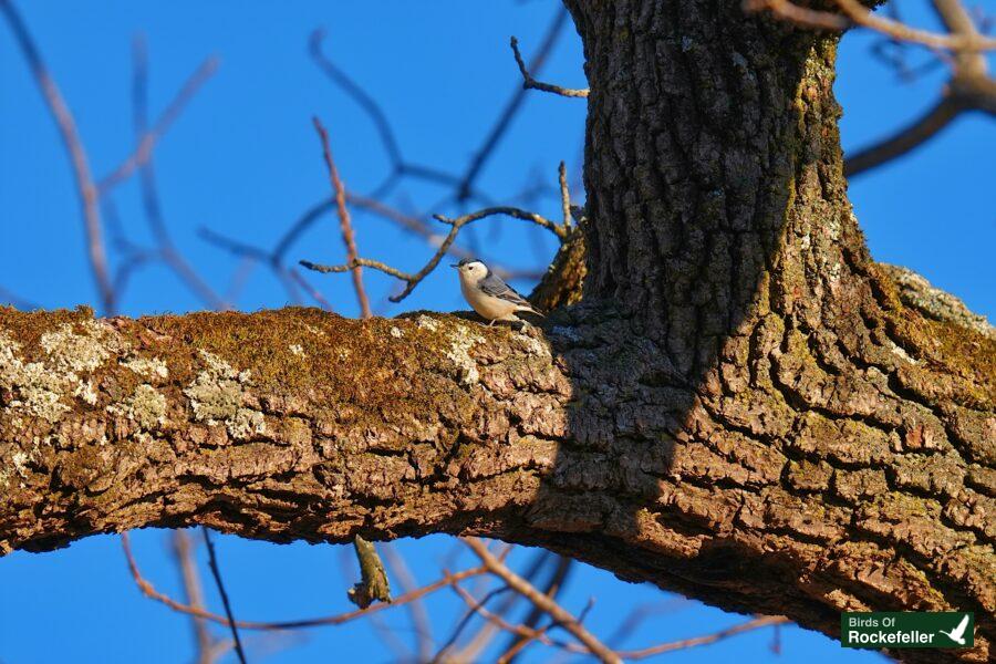 A bird perched on a branch of a tree.