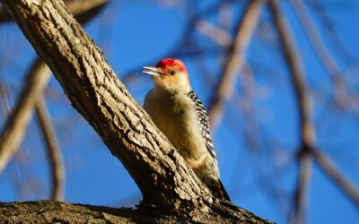 Red-bellied Woodpecker – Rockefeller State Park Preserve