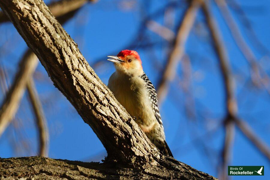 A bird perched on a tree branch.