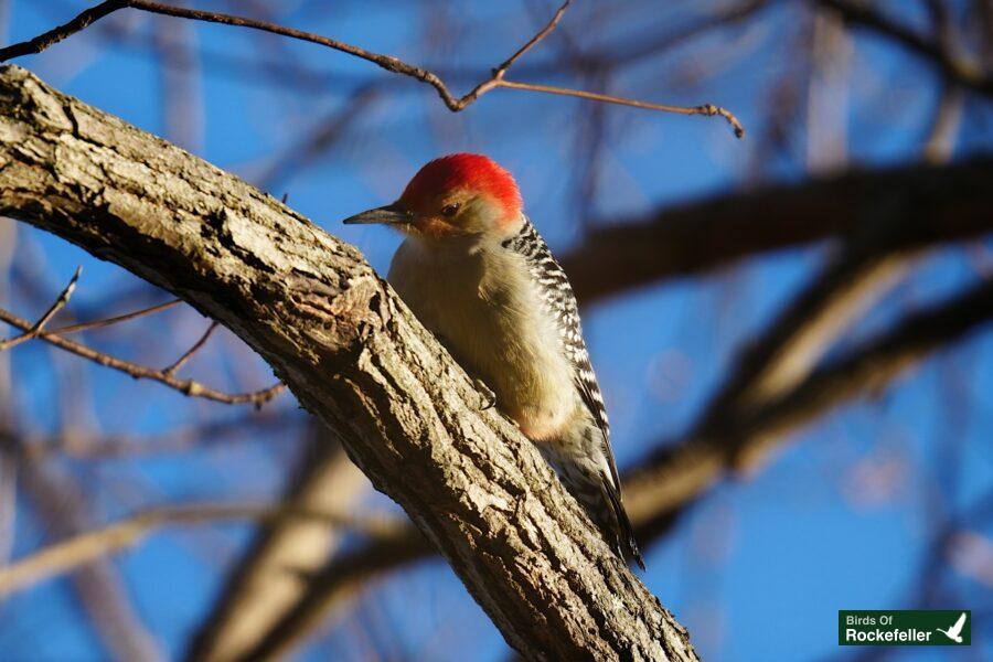 A red headed woodpecker perched on a tree branch.