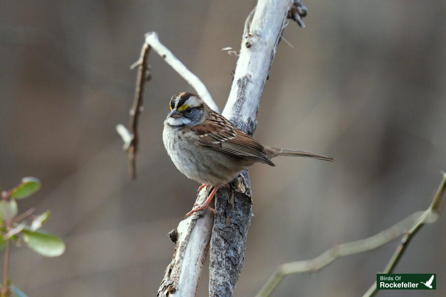 A small bird perched on a branch in the woods.