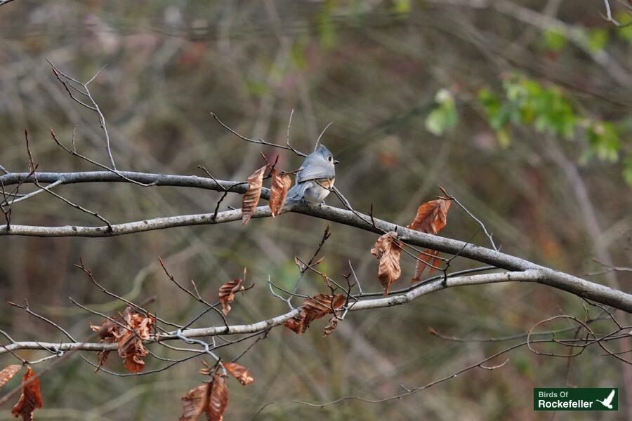 A small bird perched on a branch in the woods.