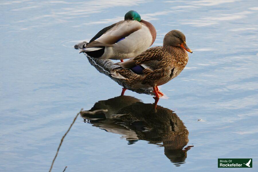 Two ducks standing in a body of water.