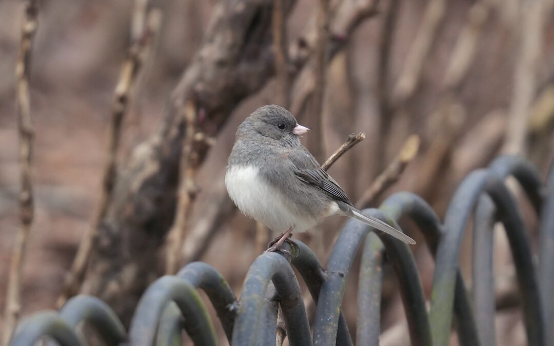 Dark-eyed Junco – Rockefeller State Park Preserve