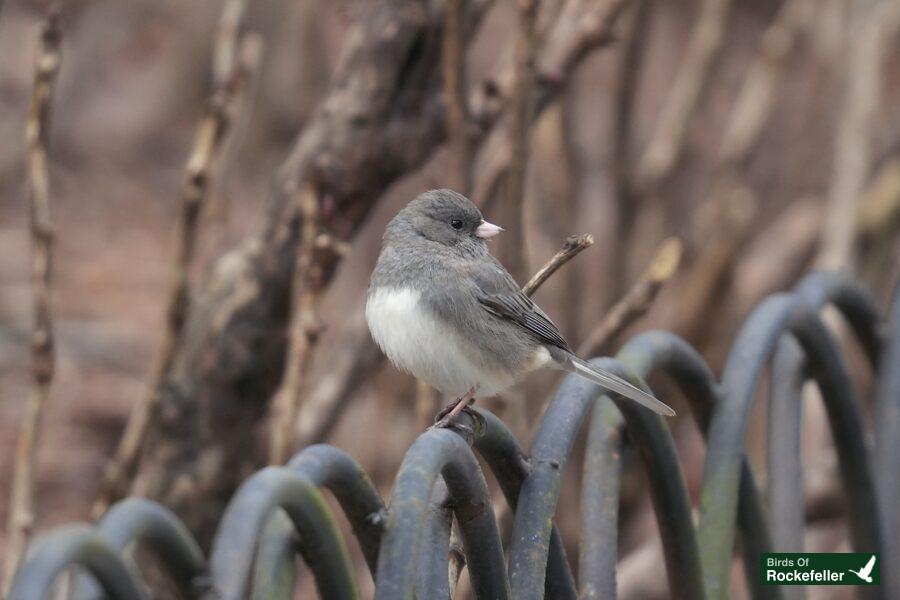 A small bird is sitting on a metal fence.