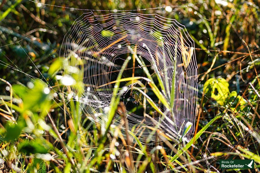 A spider web in the grass.