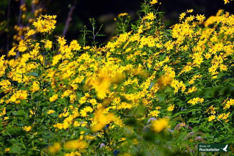 A field of yellow flowers with a tree in the background.