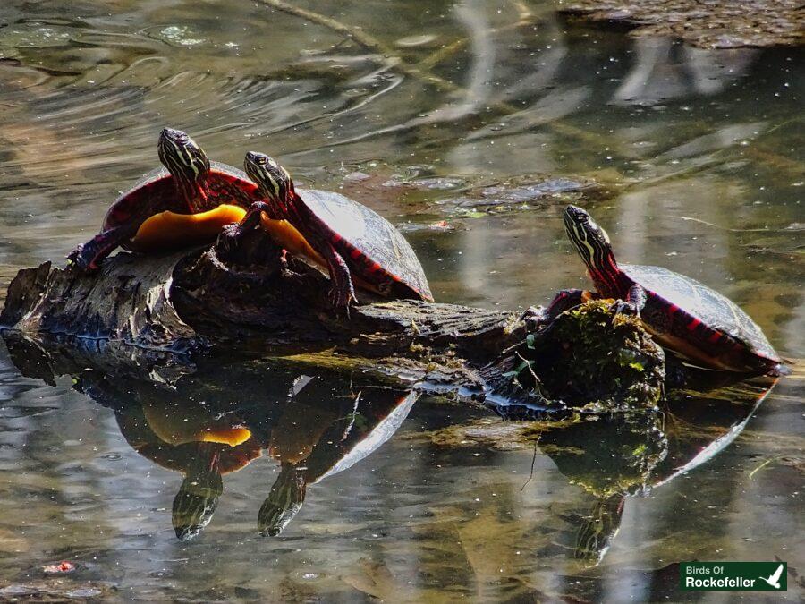 Three red-eared slider turtles resting on a log in the water.